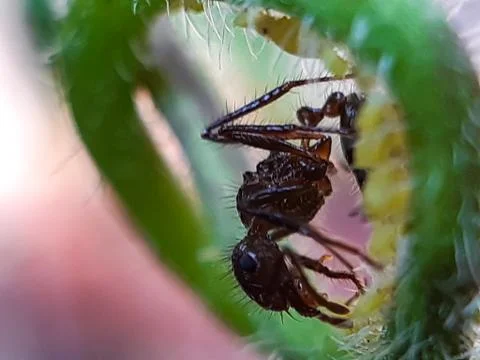 There are many red ant sitting on the green leaves and the sunlight is being Stock Photos