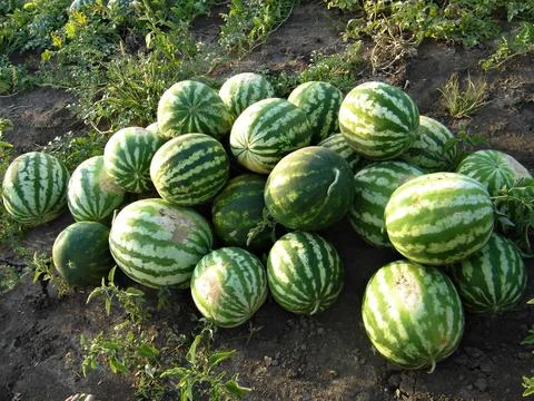 There are many ripe large watermelons on the melon patch on the collective fa Foto stock