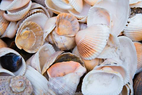 There are many shells of different shapes and sizes in close-up. Stock Photos