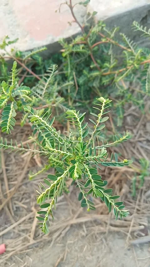 There are many slender branches with flowers Stock Footage 270220642