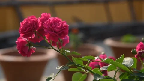 There are many small bunches of red roses on the roof of the house. 4K Stock Footage 155484144