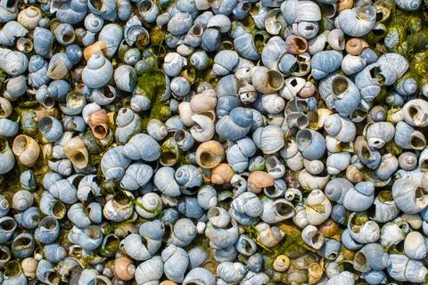 There are many small empty shells on the shore. Empty shells Stock Photos
