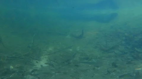 There are many small fish swimming in the clear water. Stock Footage 287984801