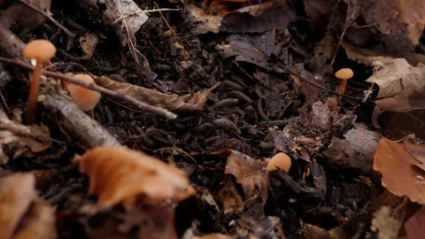 There are many small larvae in the soil among foliage in the forest in autumn. Stock Footage 295843760