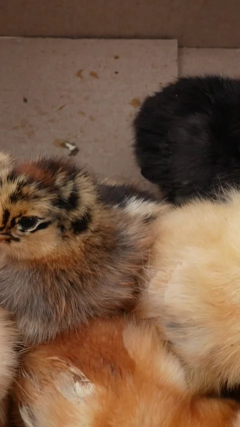 There are many small newborn chickens in the box. Stock Footage 317849604