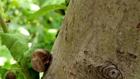 There are many snails sleeping on the tree. The camera moves along the barrel Stock Footage 155509447