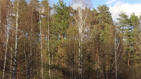 There are many trees in the forest at the beginning of spring Stock Footage 156736592