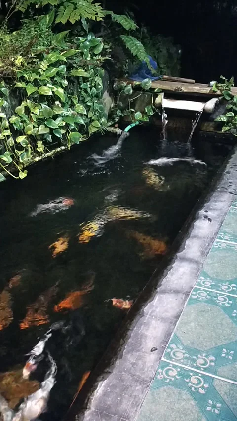 There are many types of koi fish Stock Footage 334302375
