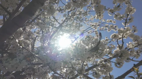 There are many white flowers on blooming Wild Cherry Tree (Prunus avium) against Stock Footage 340072750