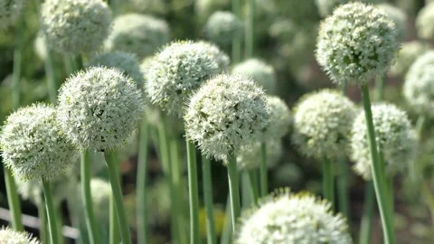 There are many white spherical onion flowers growing in the field in the garden, Stock Footage 260164771