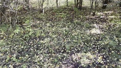 There are many wild apples in an abandoned orchard. Stock Footage 330496012