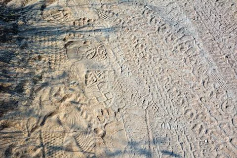 There are monkey footprints and human footprints on the sandy road Stock Photos