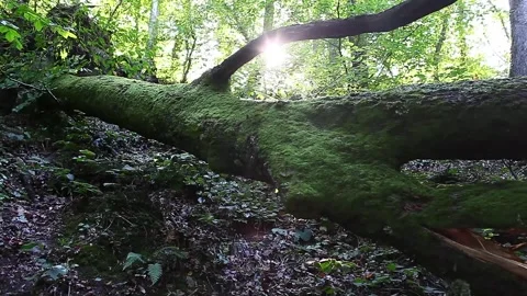 There are mosses on a tree trunk that fell in the forest. Stock Footage 148665280