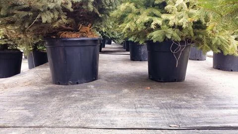 There are numerous rows filled with potted evergreen plants found in a Stock Photos