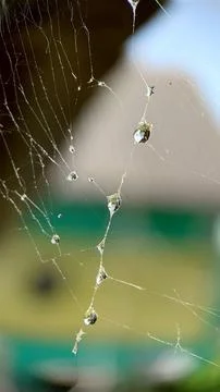There are raindrops on the web in close-up Stock Photos