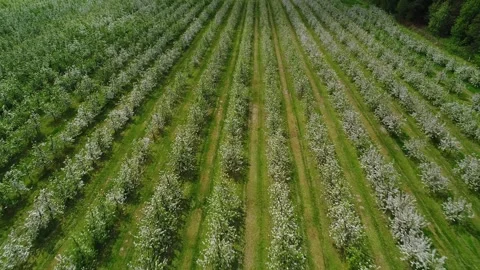 There are rows of blooming apple trees in the field. Flower pollination season. Stock-Footage 274062433