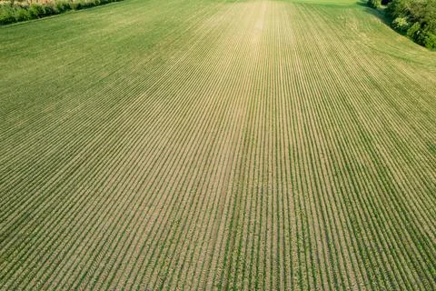 There are rows of young corn sprouting evenly in a large field. Stock Photos