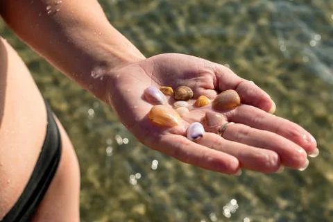 There are seashells on the hand Stock Photos