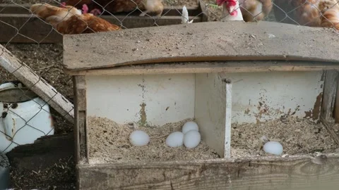 There are several eggs in a chicken nest in the coop. Organic chicken farm Stock Footage 312696131