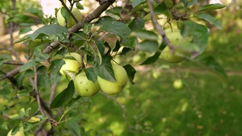 There are several green apples on a branch of an apple tree in the garden 動画素材 142932962