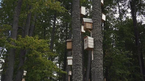 There are several large starling-houses on high pine trees. Stock Footage 114644974