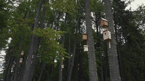 There are several large starling-houses on high pine trees. Stock Footage 114645013