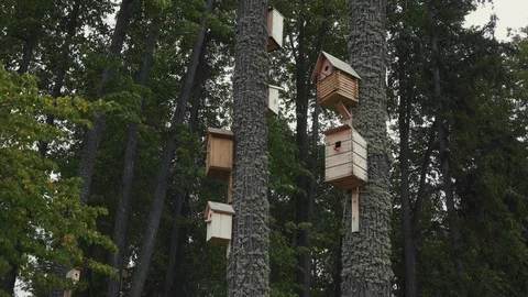 There are several large starling-houses on high pine trees. Stock Footage 114645030