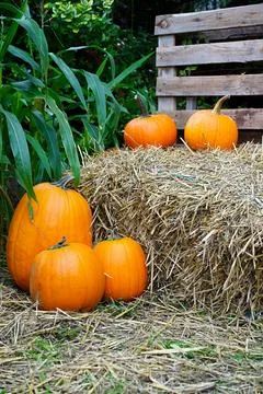 There are several orange pumpkins of different sizes on a haystack Stock Photos
