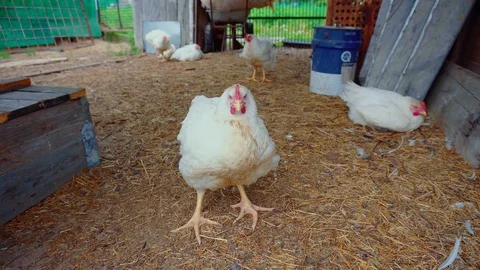 There are several white hens in a big enclosure. Stock Footage 114325919