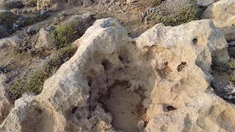 There are small plants among the big rocks in the sandy and stony land. Stock Footage 242968744