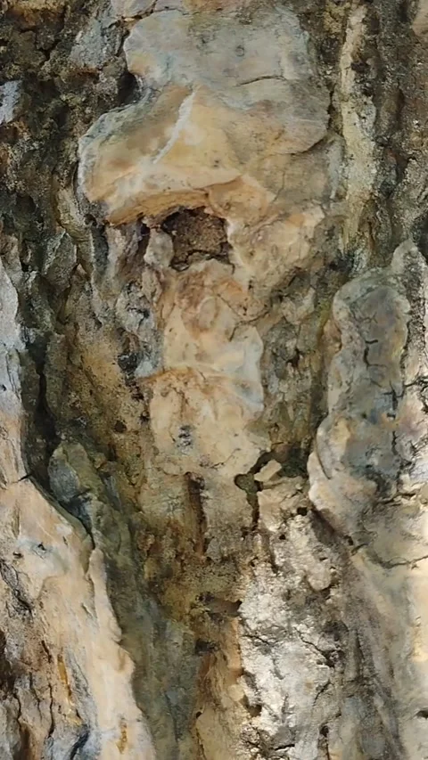 There are small red ants on the trunk of a dead tree Stock Footage 229556685