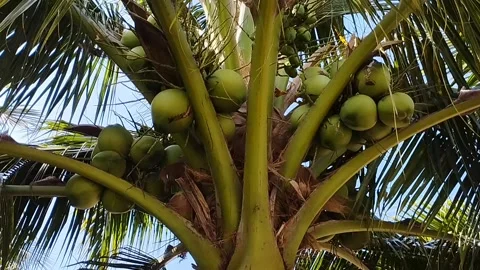 There are so many coconuts on the tree Stock Footage 223847450