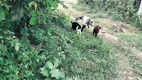 There are three goats that are standing in the grass Video stock 276681324
