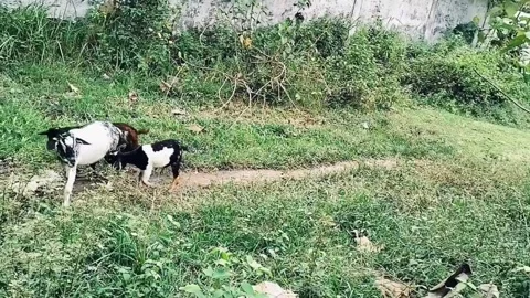There are three goats that are looking the grass Video stock 276681326