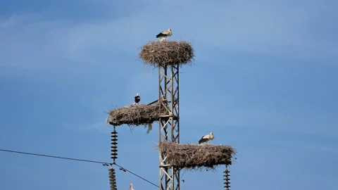 There are three nests of a white stork with young chicks on a power line pole Vídeos de archivo 195700590