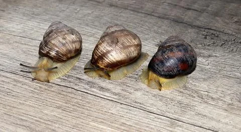 There are three snails crawling on the table. Stock-Fotos