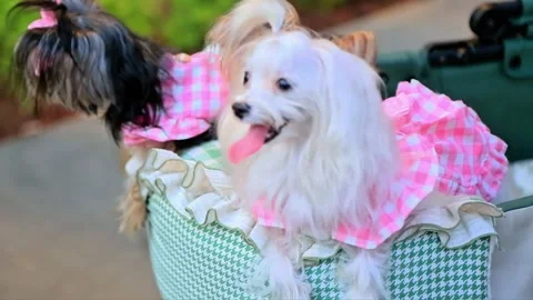 There are three Yorkshire terrier puppies in the cart 스톡 동영상 299371565