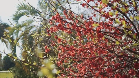 There are tree branches with the small red flowers on a sunny day in a close-up 스톡 동영상 113992211