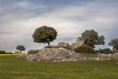 There are trees growing on a rocky surface in a field of grass Stock Photos