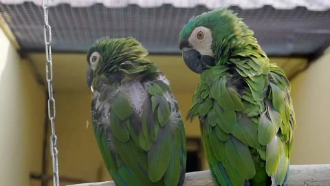 There are two green parrots sitting on a perch in the zoo. 스톡 동영상 140814175