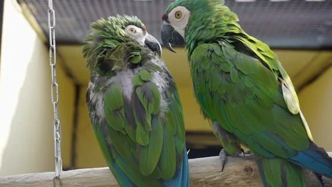 There are two green parrots sitting on a perch in the zoo. 스톡 동영상 140814238