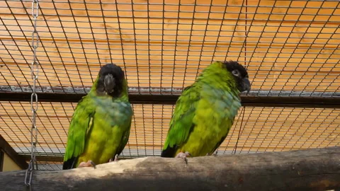 There are two green parrots sitting on a perch in the zoo. Stock Footage 140822322