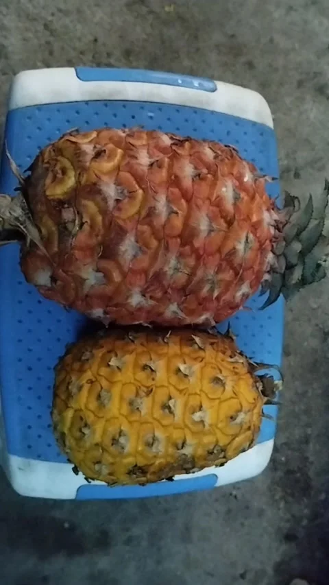 There are two typical Balinese pineapples Stock Footage 229554299