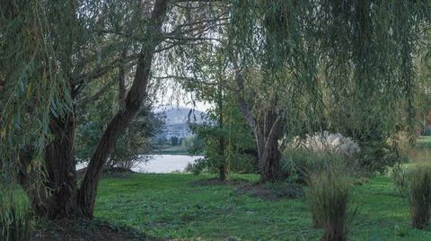 There are willow trees in the park, three small bushes in summer, a wide angle Stock Photos
