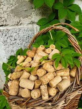 There are wine corks in an old wicker basket. Grapes entwine a basket with wine Stock Photos