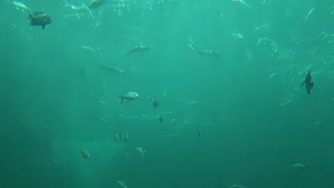There aren't many fish under the deep water Stock Footage 259680162