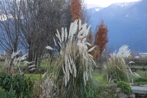 There is an array of pampas grass in full bloom with white and beige leaves.. Stock Photos