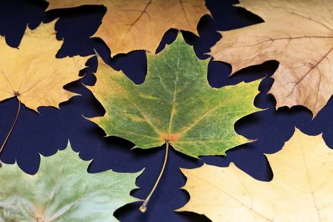There is an autumn maple leaf on dark paper Stock Photos