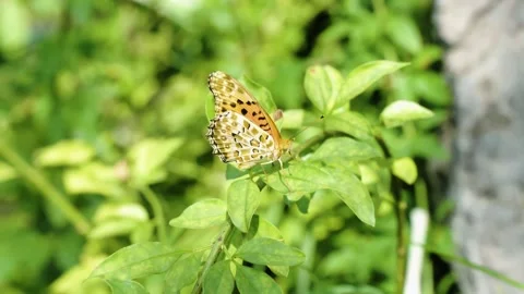 There is a beautiful butterfly on the leaf. Stock Footage 163356682