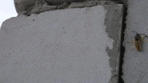 There is a bee on a grey brick of a house wall. Stock Footage 118203926